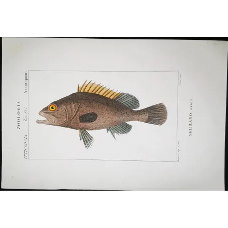 Antique Marine Engraving – Pierre Antoine Prêtre – Brown Grouper