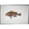 Brown Grouper (Serranus accra)  Original hand-colored engraving by Pierre Antoine Prêtre, Antique Print