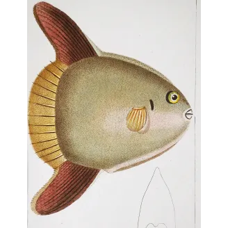 Antique Marine Engraving – Pierre Antoine Prêtre – Ocean Sunfish