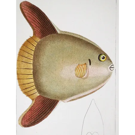 Antique Marine Engraving – Pierre Antoine Prêtre – Ocean Sunfish
