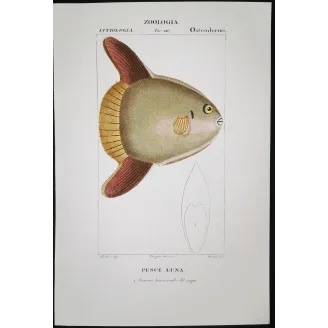 Antique Marine Engraving – Pierre Antoine Prêtre – Ocean Sunfish