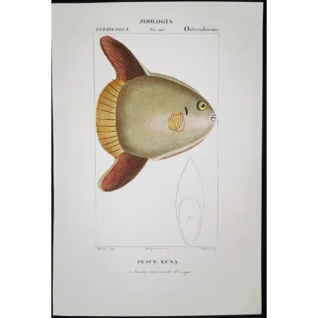 Antique Marine Engraving – Pierre Antoine Prêtre – Ocean Sunfish