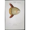 Ocean Sunfish (Mola mola)  Original hand-colored engraving by Pierre Antoine Prêtre, Antique Print