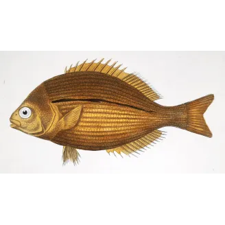 Antique Marine Engraving – Pierre Antoine Prêtre – Goldband Fish