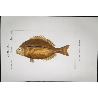Antique Marine Engraving – Pierre Antoine Prêtre – Goldband Fish