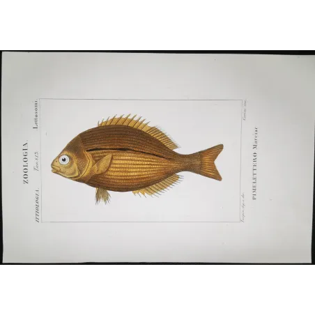 Antique Marine Engraving – Pierre Antoine Prêtre – Goldband Fish