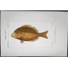 Goldband Fish (Pimelepterus muræae)  Original hand-colored engraving by Pierre Antoine Prêtre, Antique Print