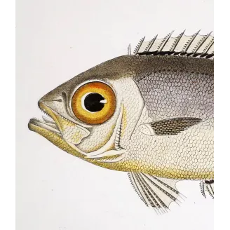 Antique Marine Engraving – Pierre Antoine Prêtre – Bigeye Fish