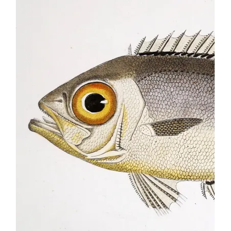 Antique Marine Engraving – Pierre Antoine Prêtre – Bigeye Fish