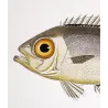 Bigeye Fish (Priacanthus di Lacépède)  Original hand-colored engraving by Pierre Antoine Prêtre, Antique Print