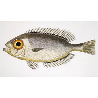 Antique Marine Engraving – Pierre Antoine Prêtre – Bigeye Fish