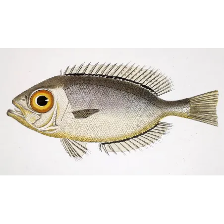 Antique Marine Engraving – Pierre Antoine Prêtre – Bigeye Fish