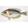 Bigeye Fish (Priacanthus di Lacépède)  Original hand-colored engraving by Pierre Antoine Prêtre, Antique Print
