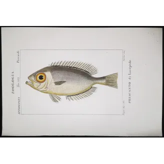 Antique Marine Engraving – Pierre Antoine Prêtre – Bigeye Fish