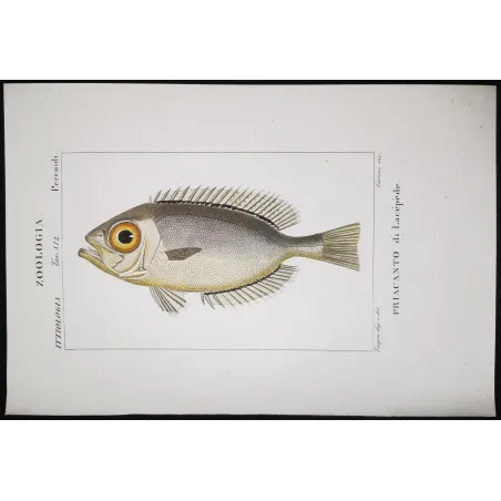 Antique Marine Engraving – Pierre Antoine Prêtre – Bigeye Fish