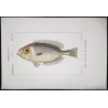 Bigeye Fish (Priacanthus di Lacépède)  Original hand-colored engraving by Pierre Antoine Prêtre, Antique Print