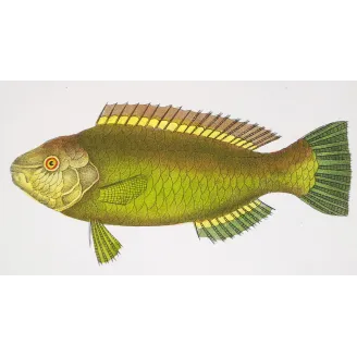 Antique Marine Engraving – Pierre Antoine Prêtre – Parrotfish