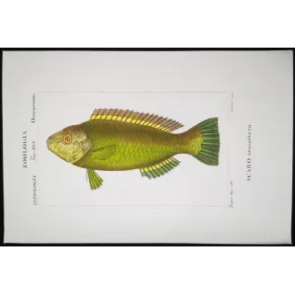 Antique Marine Engraving – Pierre Antoine Prêtre – Parrotfish