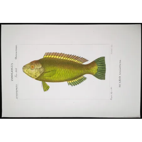Antique Marine Engraving – Pierre Antoine Prêtre – Parrotfish