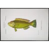 Parrotfish (Scarus tenuopterus)  Original hand-colored engraving by Pierre Antoine Prêtre, Antique Print