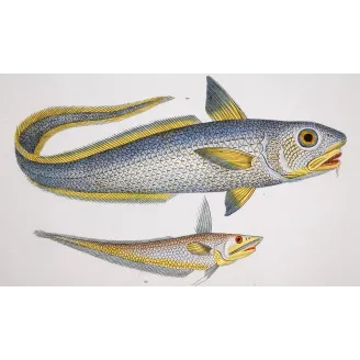 Antique Marine Engraving – Pierre Antoine Prêtre – Grenadier, Ribbonfish
