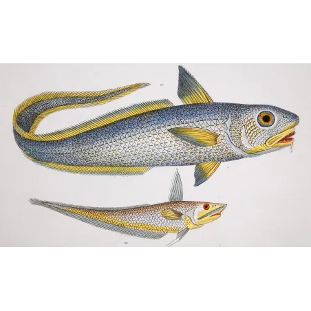 Antique Marine Engraving – Pierre Antoine Prêtre – Grenadier, Ribbonfish