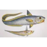Grenadier, Ribbonfish (Macrourus beryllus, Lepidochirus columnus)