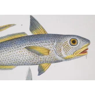Antique Marine Engraving – Pierre Antoine Prêtre – Grenadier, Ribbonfish