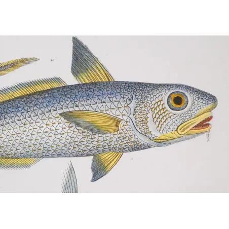 Antique Marine Engraving – Pierre Antoine Prêtre – Grenadier, Ribbonfish