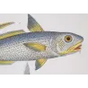 Grenadier, Ribbonfish (Macrourus beryllus, Lepidochirus columnus)