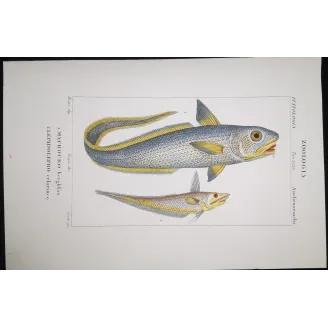 Antique Marine Engraving – Pierre Antoine Prêtre – Grenadier, Ribbonfish
