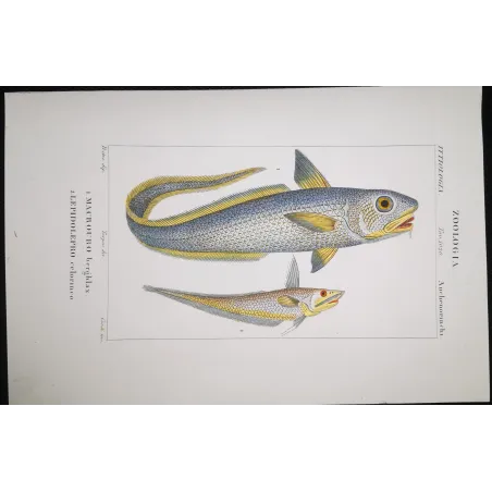 Antique Marine Engraving – Pierre Antoine Prêtre – Grenadier, Ribbonfish