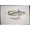 Grenadier, Ribbonfish (Macrourus beryllus, Lepidochirus columnus)