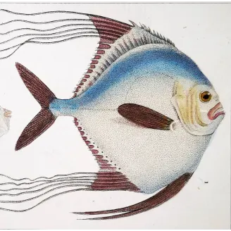 Antique Marine Engraving – Pierre Antoine Prêtre – Ponyfish, Blefaride