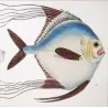 Ponyfish, Blefaride (*Equula scalara, Blefaride ciliata*)  Original hand-colored engraving by P. A. Prêtre, Antique Print