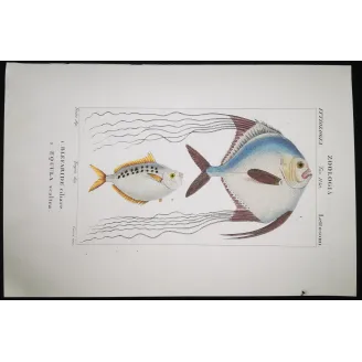 Antique Marine Engraving – Pierre Antoine Prêtre – Ponyfish, Blefaride