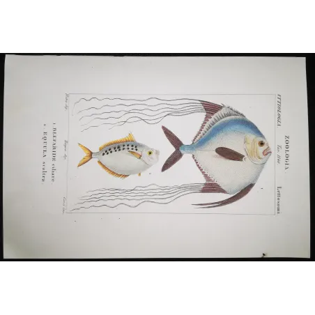 Antique Marine Engraving – Pierre Antoine Prêtre – Ponyfish, Blefaride