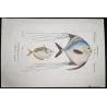 Ponyfish, Blefaride (*Equula scalara, Blefaride ciliata*)  Original hand-colored engraving by P. A. Prêtre, Antique Print