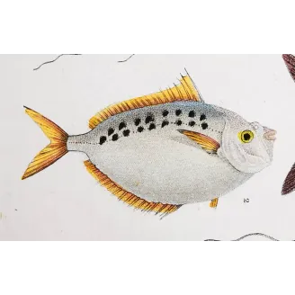 Antique Marine Engraving – Pierre Antoine Prêtre – Ponyfish, Blefaride