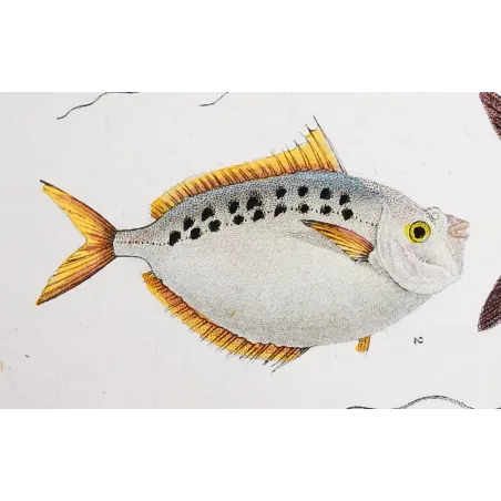 Antique Marine Engraving – Pierre Antoine Prêtre – Ponyfish, Blefaride