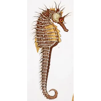 Antique Marine Engraving – Pierre Antoine Prêtre – Leafy Seahorse, Greater Pipefish