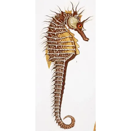 Antique Marine Engraving – Pierre Antoine Prêtre – Leafy Seahorse, Greater Pipefish