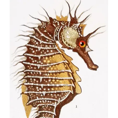 Antique Marine Engraving – Pierre Antoine Prêtre – Leafy Seahorse, Greater Pipefish