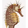 Leafy Seahorse, Greater Pipefish (*Hippocampus foliatus, Syngnathus acus*) Original hand-colored Antique Print by P. A Prêtre
