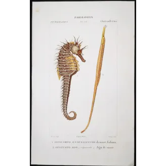 Antique Marine Engraving – Pierre Antoine Prêtre – Leafy Seahorse, Greater Pipefish