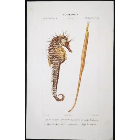 Antique Marine Engraving – Pierre Antoine Prêtre – Leafy Seahorse, Greater Pipefish