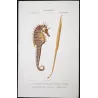Leafy Seahorse, Greater Pipefish (*Hippocampus foliatus, Syngnathus acus*) Original hand-colored Antique Print by P. A Prêtre