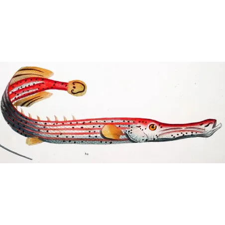 Antique Marine Engraving – Pierre Antoine Prêtre – Red Cornetfis, Chinese Trumpetfish