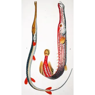 Antique Marine Engraving – Pierre Antoine Prêtre – Red Cornetfis, Chinese Trumpetfish