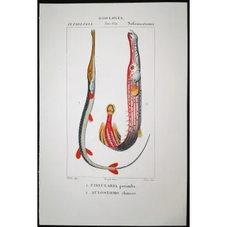 Antique Marine Engraving – Pierre Antoine Prêtre – Red Cornetfis, Chinese Trumpetfish